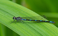 Variable Bluet (Female, Coenagrion pulchellum)